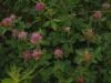 Clover, red Trifolium pratense